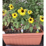 ひまわり咲きました！（令和7年）