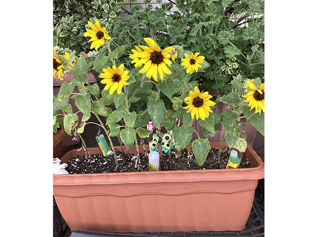 ひまわり咲きました！（令和7年）